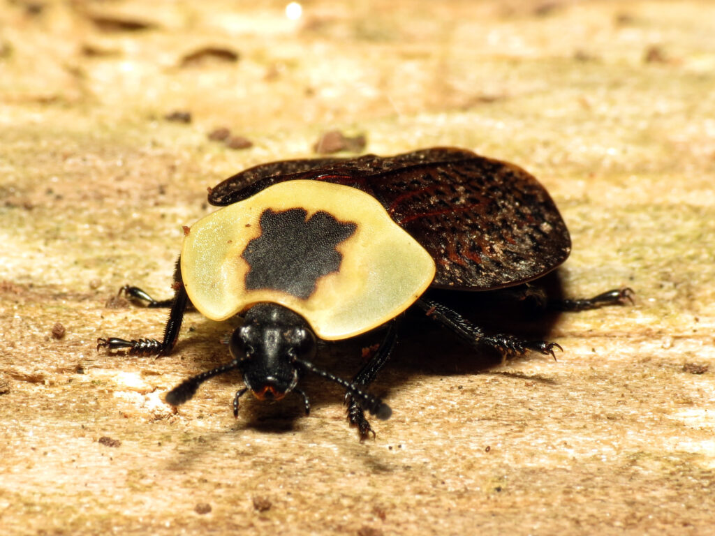 Carrion Beetles: Nature's Gravediggers and Corpse Recyclers