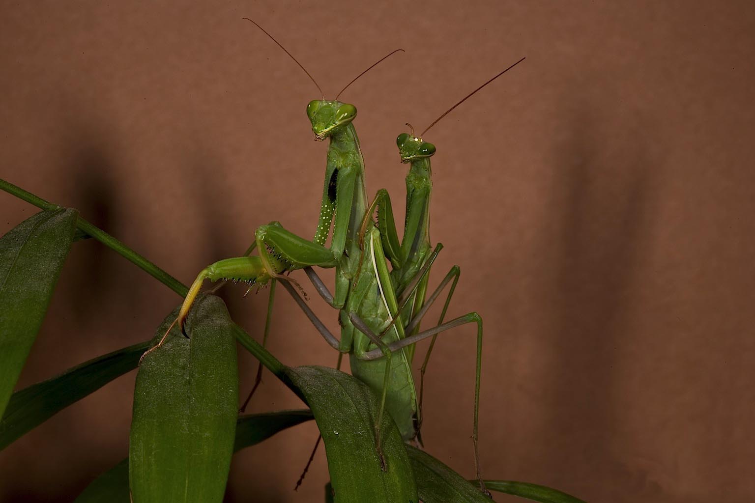 The Infamous Reputation of Mantis Mating (image credits: wikimedia)