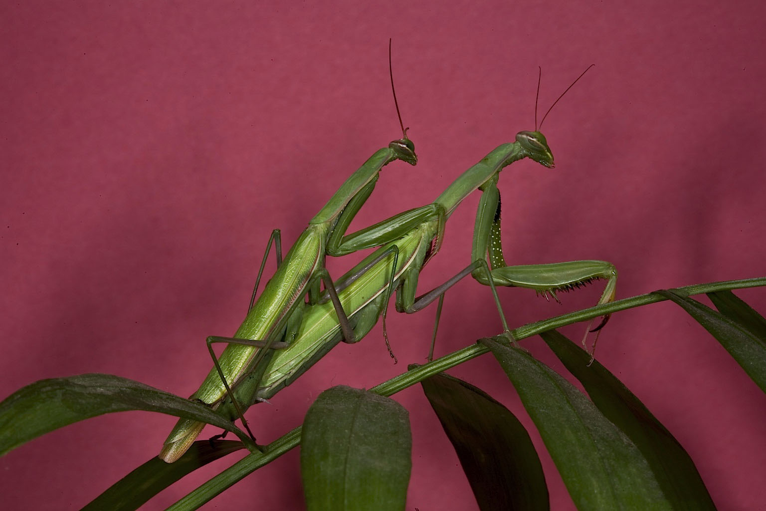 When Dinner Becomes a Date (image credits: wikimedia)