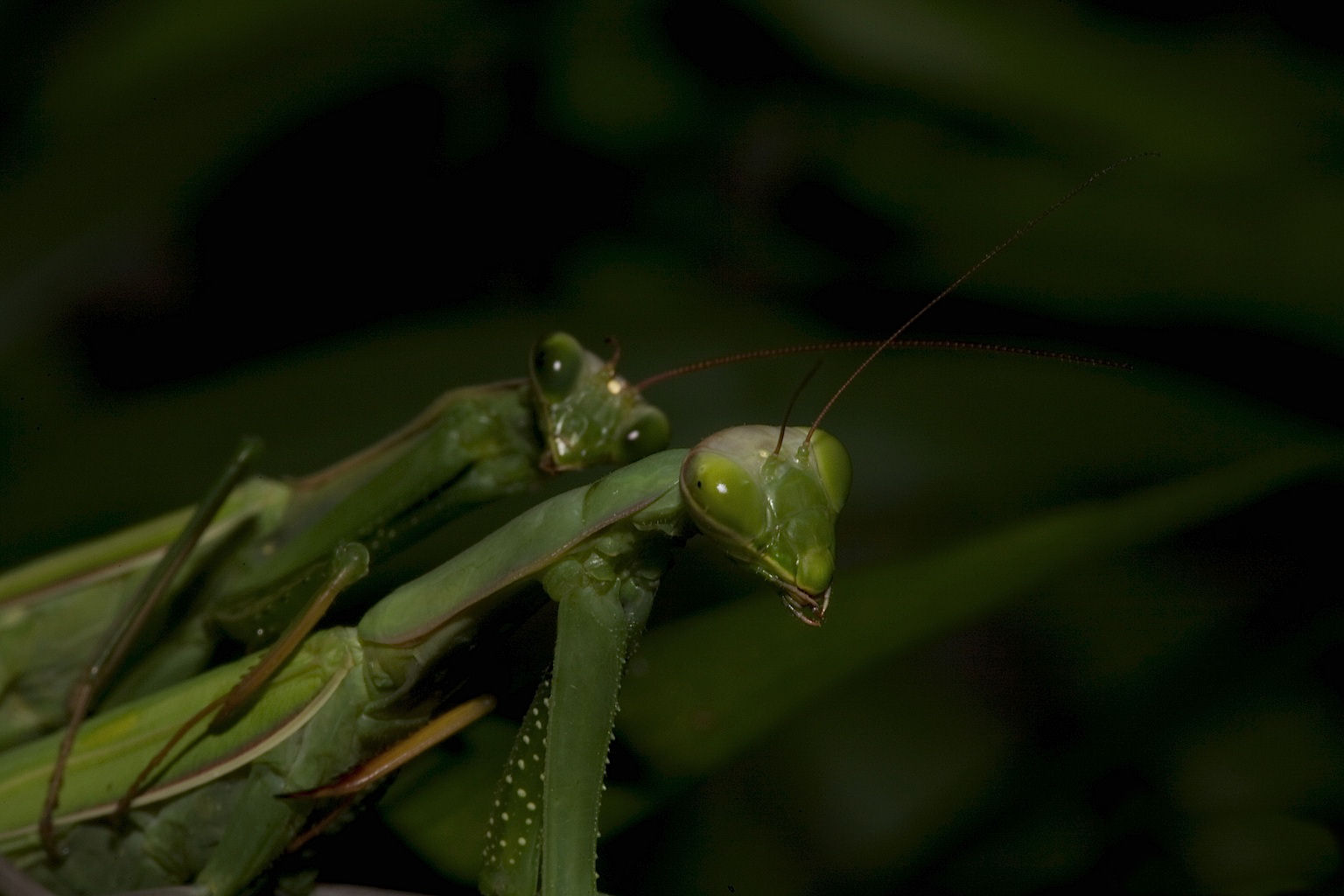 The Neuroscience Behind Headless Mating (image credits: wikimedia)