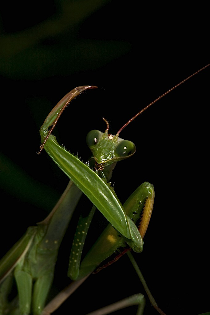 The Male's Evolutionary Sacrifice (image credits: By Oliver Koemmerling, CC BY-SA 3.0, https://commons.wikimedia.org/w/index.php?curid=2737703)