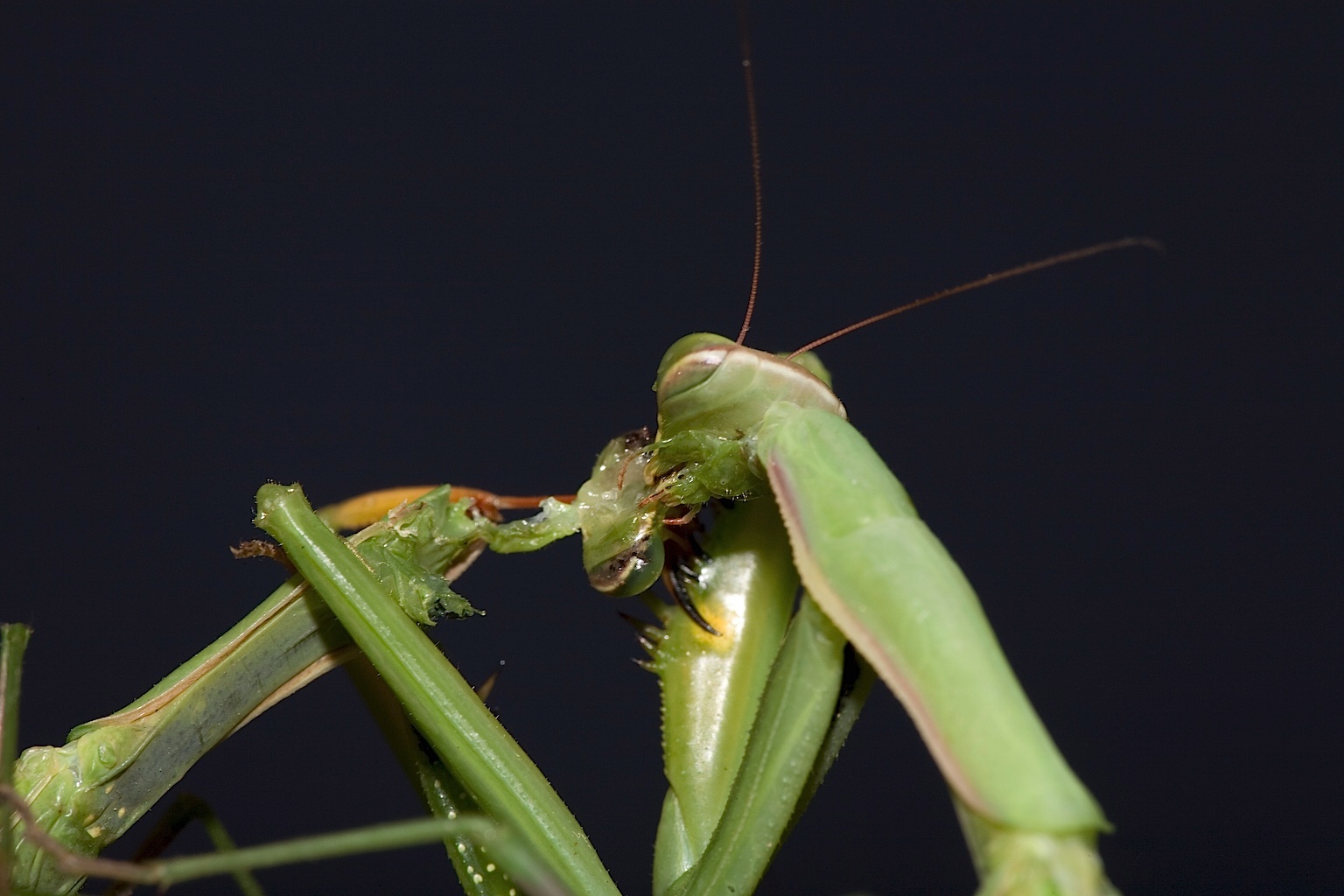 Species Variations in Cannibalistic Behavior (image credits: wikimedia)