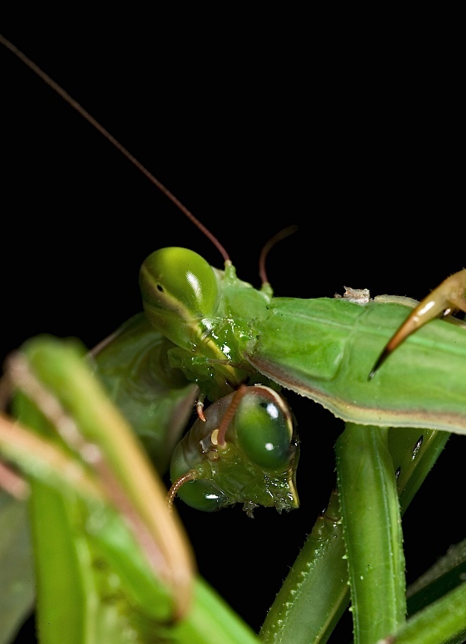 Environmental Factors That Influence Cannibalism (image credits: wikimedia)