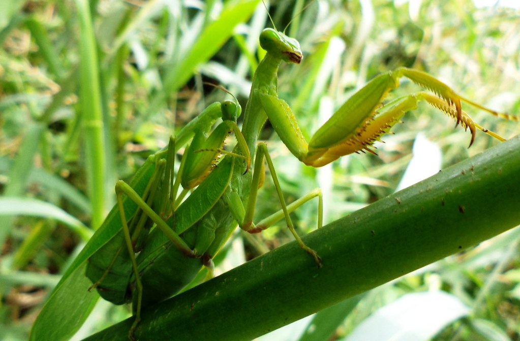 Male Strategies for Survival (image credits: flickr)