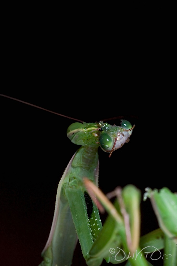Evolutionary Advantages of Sexual Cannibalism (image credits: By Oliver Koemmerling, CC BY-SA 3.0, https://commons.wikimedia.org/w/index.php?curid=2737633)