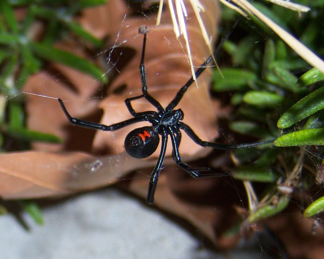 Comparisons with Other Cannibalistic Species (image credits: Black Widow (Latrodectus mactans) The Western Widow

Uploaded by Magnus Manske, CC BY-SA 2.0, https://commons.wikimedia.org/w/index.php?curid=21415143)