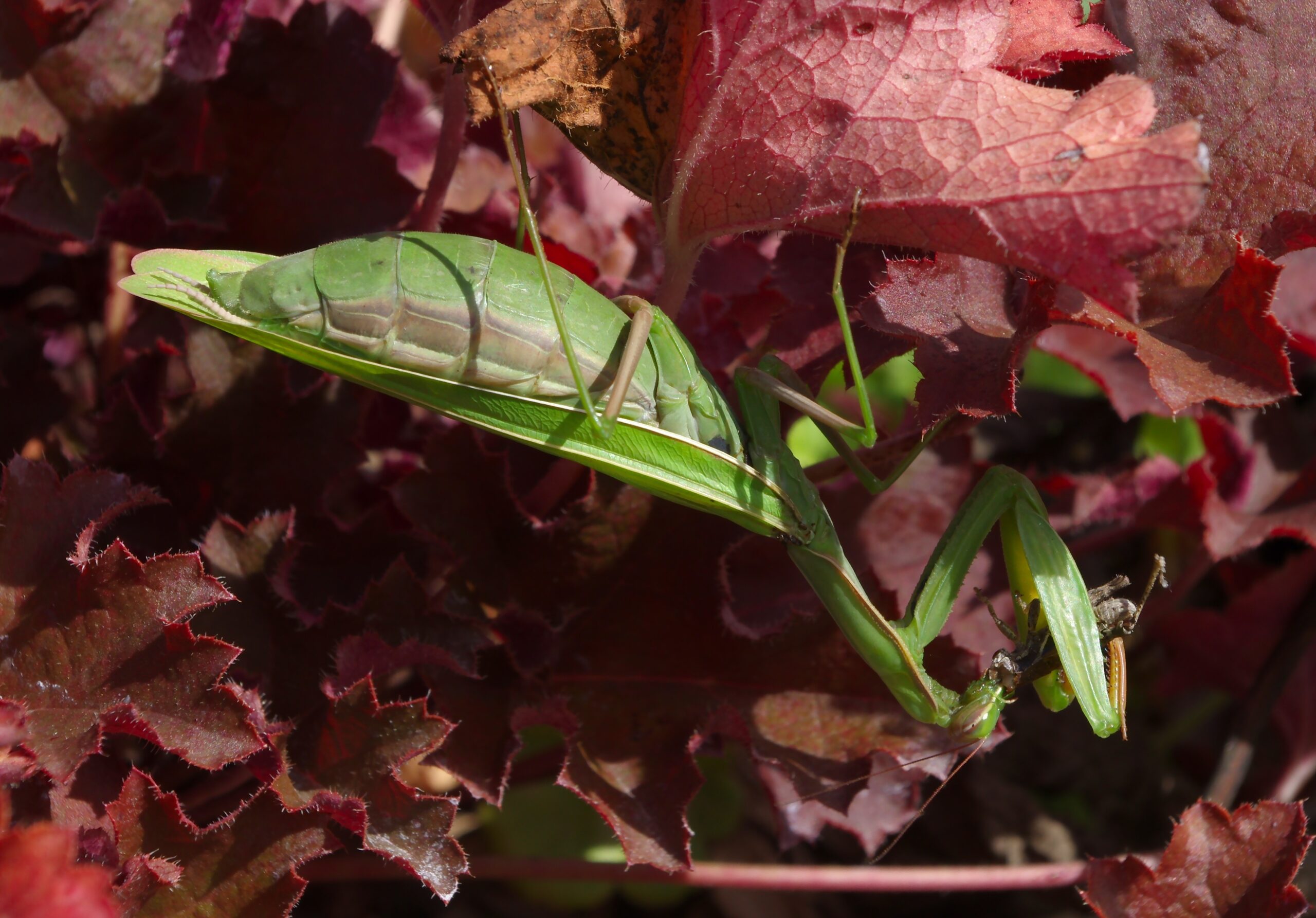 Conservation Implications and Ecological Impact (image credits: wikimedia)