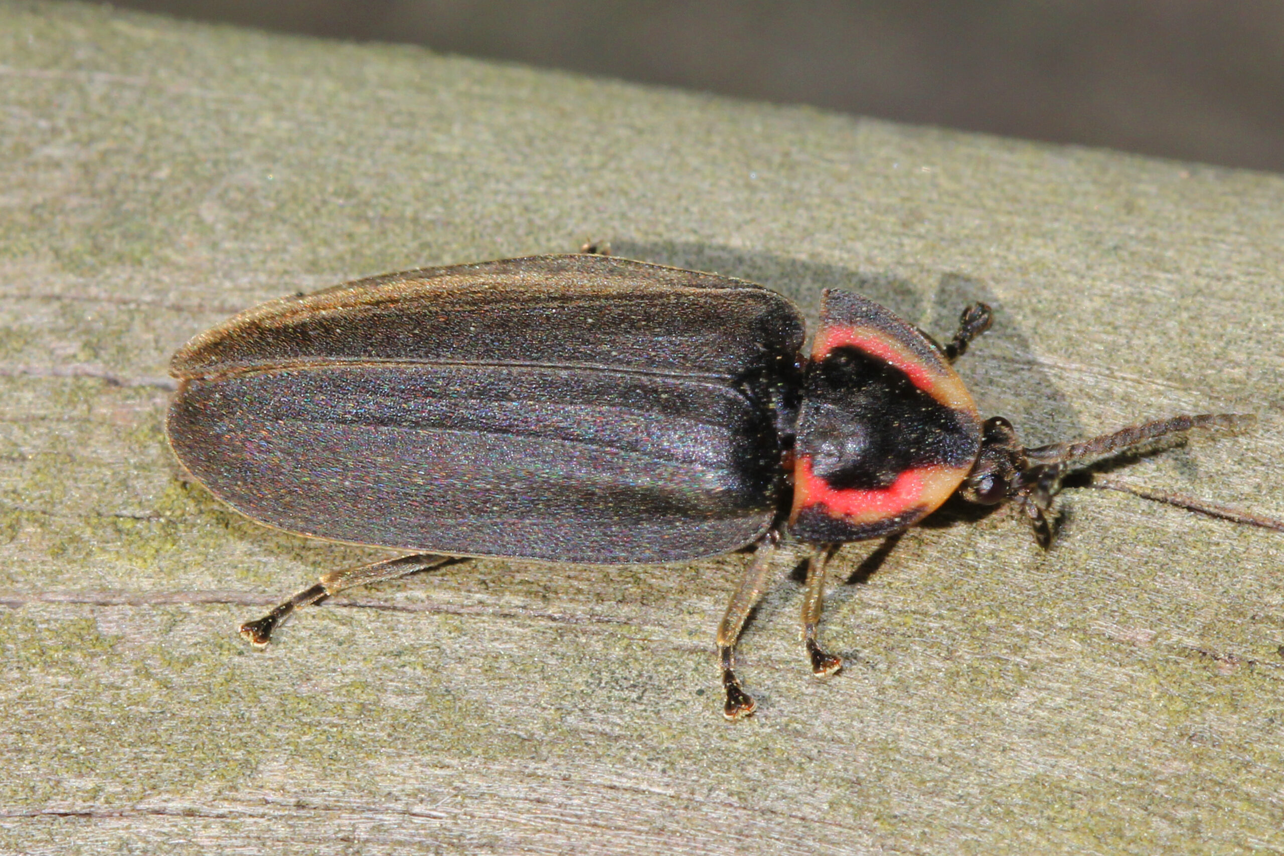 The Autumn Preparation: Getting Ready for the Big Freeze (image credits: wikimedia)