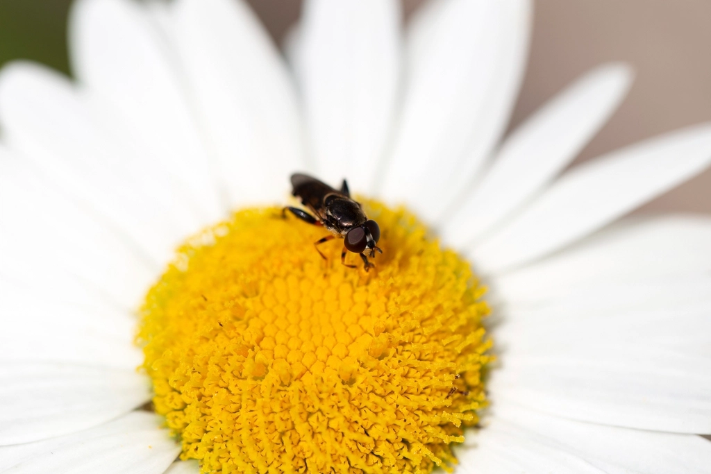 Observing Freeze-Tolerant Insects in Nature (image credits: rawpixel)