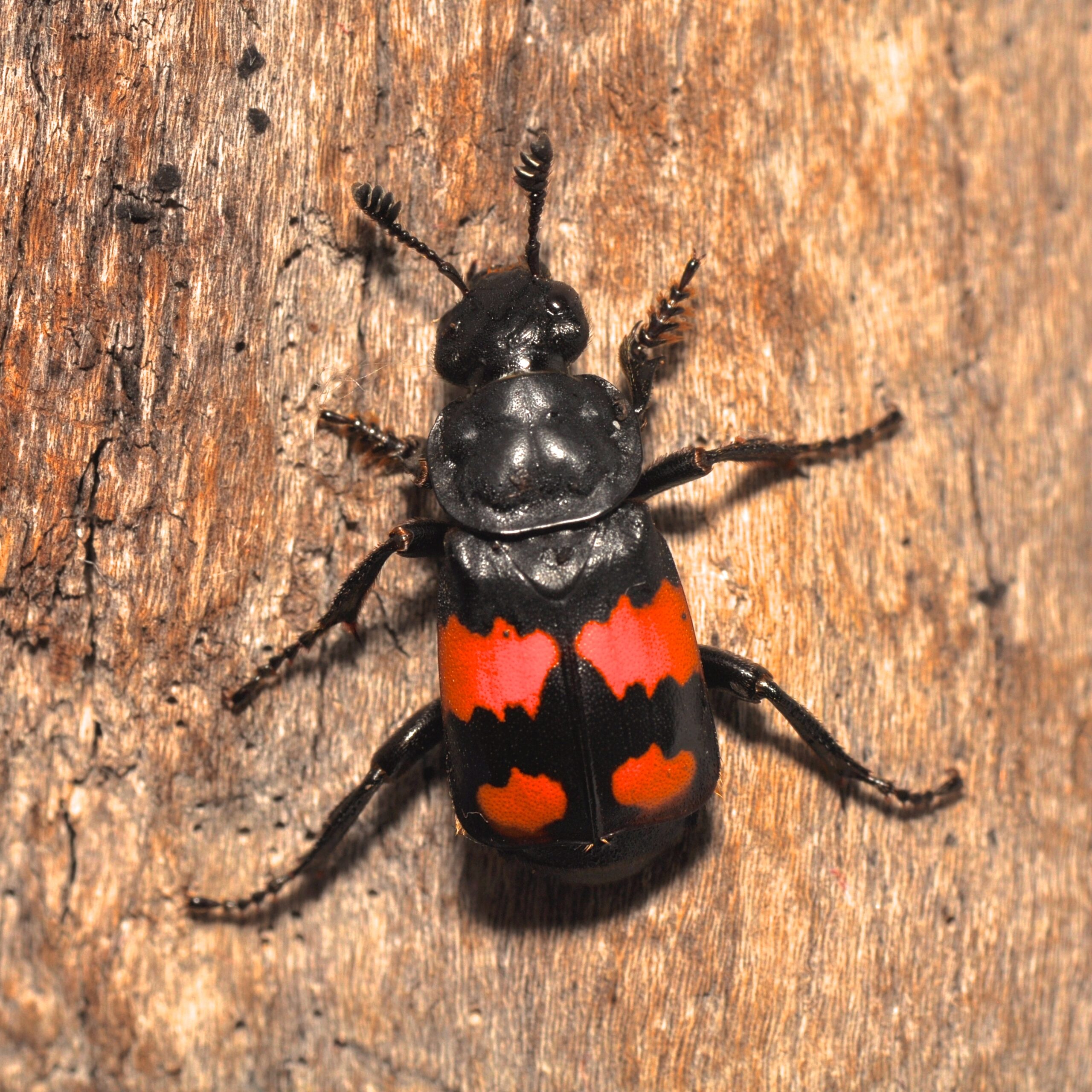 The Science Behind Scent Detection (image credits: Burying beetle (Nicrophorus sp), CC BY-SA 2.0, https://commons.wikimedia.org/w/index.php?curid=46850903)