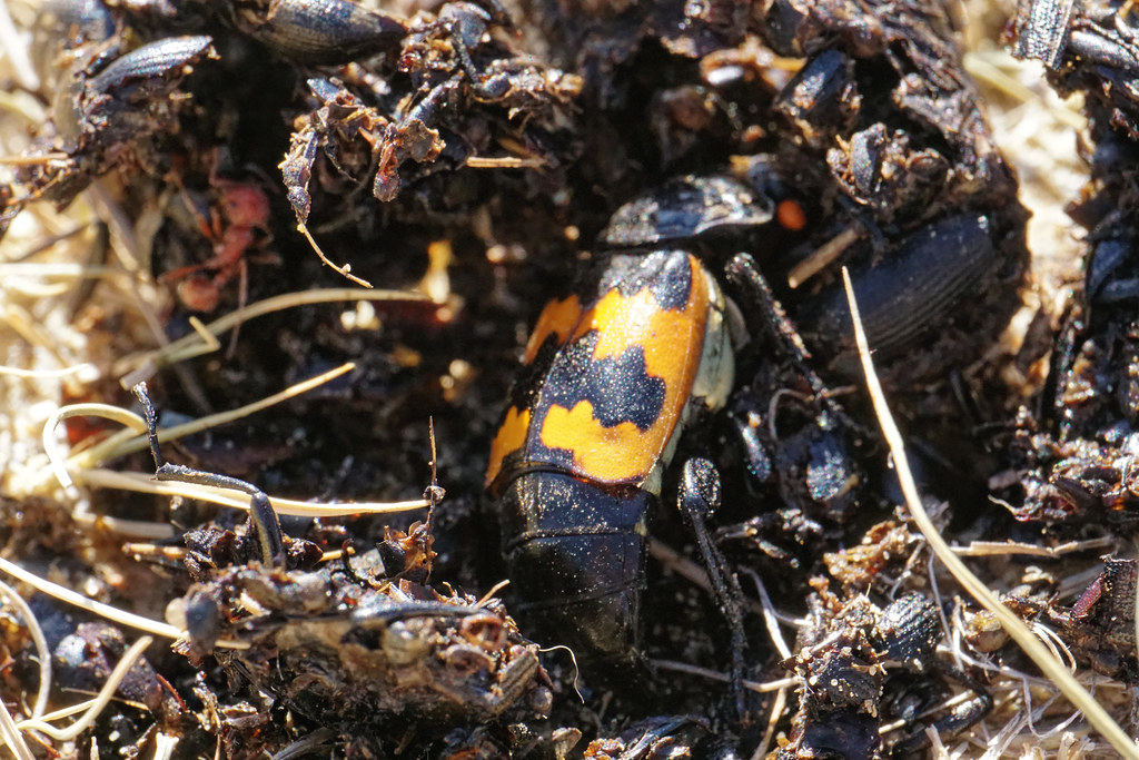 The Art of Carcass Preservation (image credits: flickr)