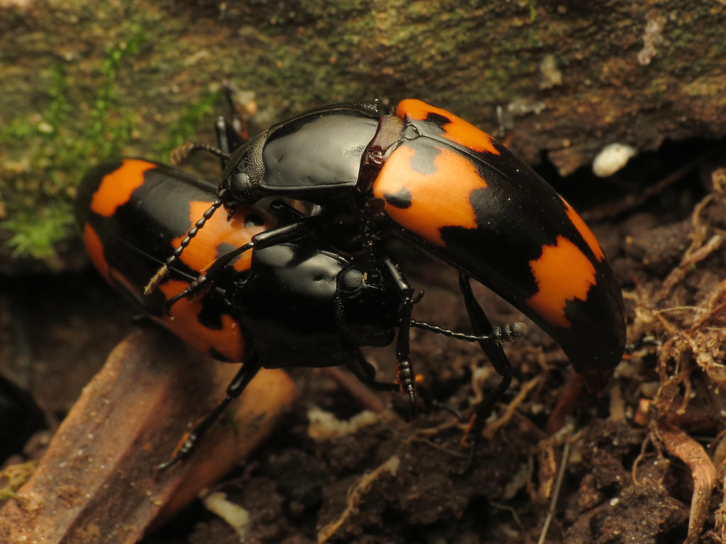 Competition and Conflict in the Beetle World (image credits: flickr)