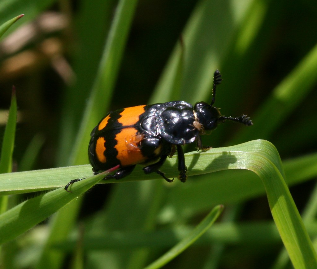 The Ecological Impact of Beetle Undertakers (image credits: flickr)