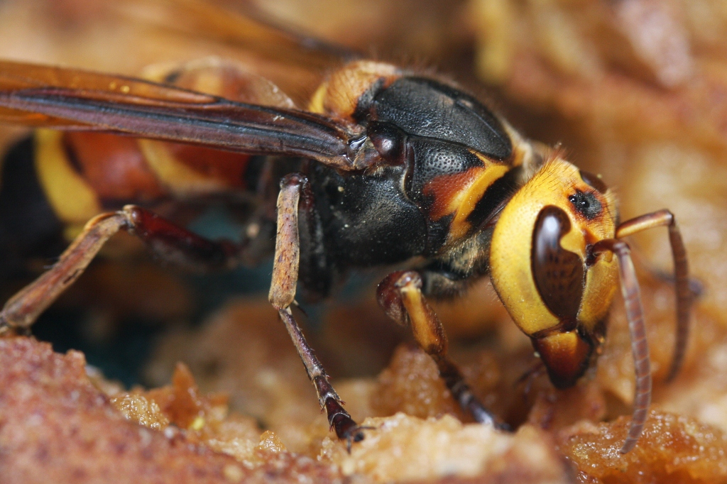 Meet the Real Asian Giant Hornet (image credits: wikimedia)