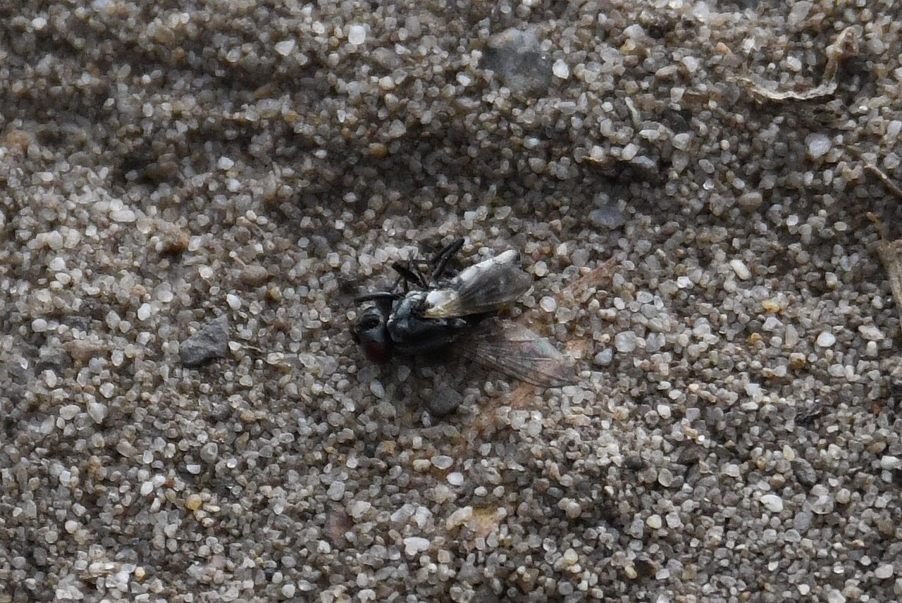 The Gruesome Reality of Insect Life (image credits: By Sardaka, CC BY-SA 4.0, https://commons.wikimedia.org/w/index.php?curid=97147633)
