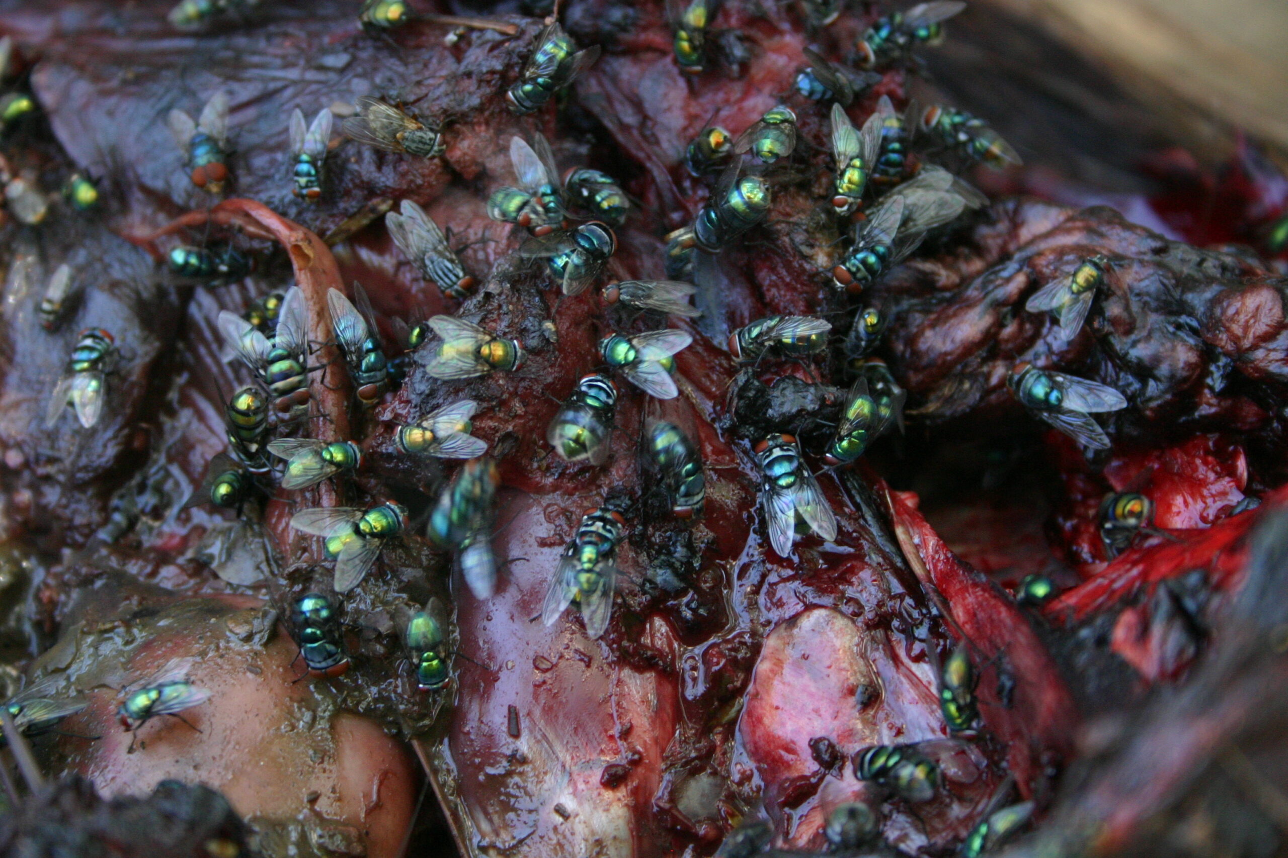 Blow Flies: The Speed Demons of Decomposition (image credits: wikimedia)