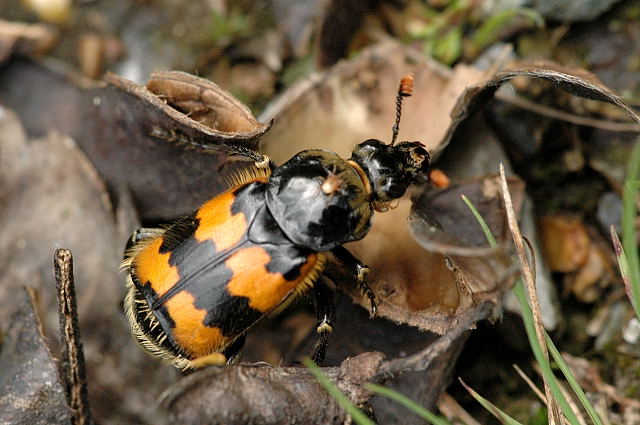 The Chemical Warfare of Decomposition (image credits: wikimedia)