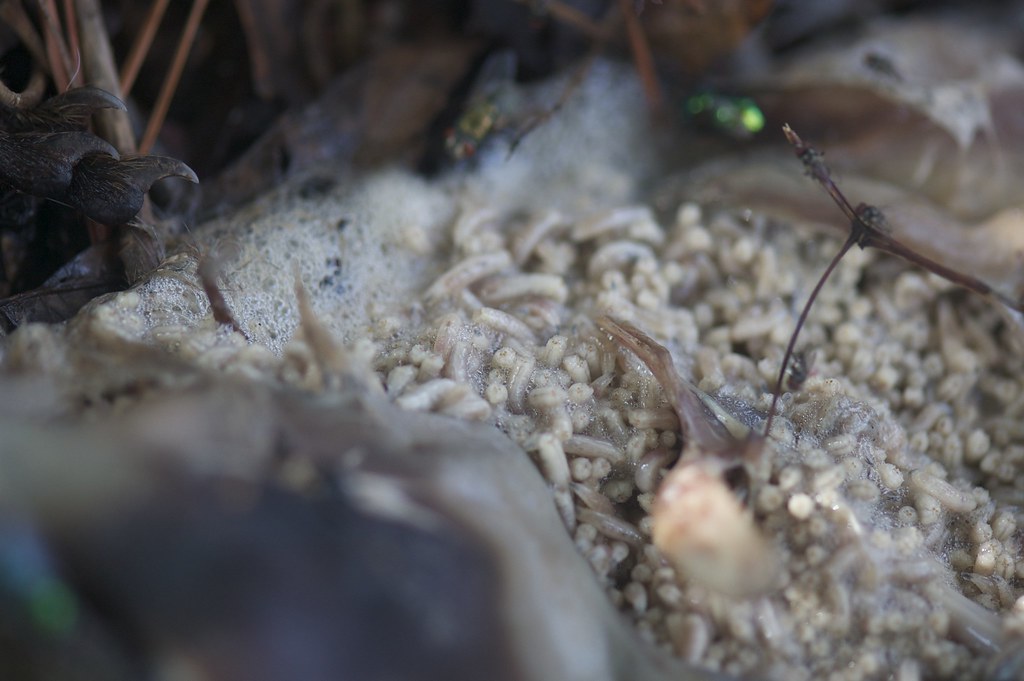 Adaptation Strategies for Extreme Conditions (image credits: flickr)