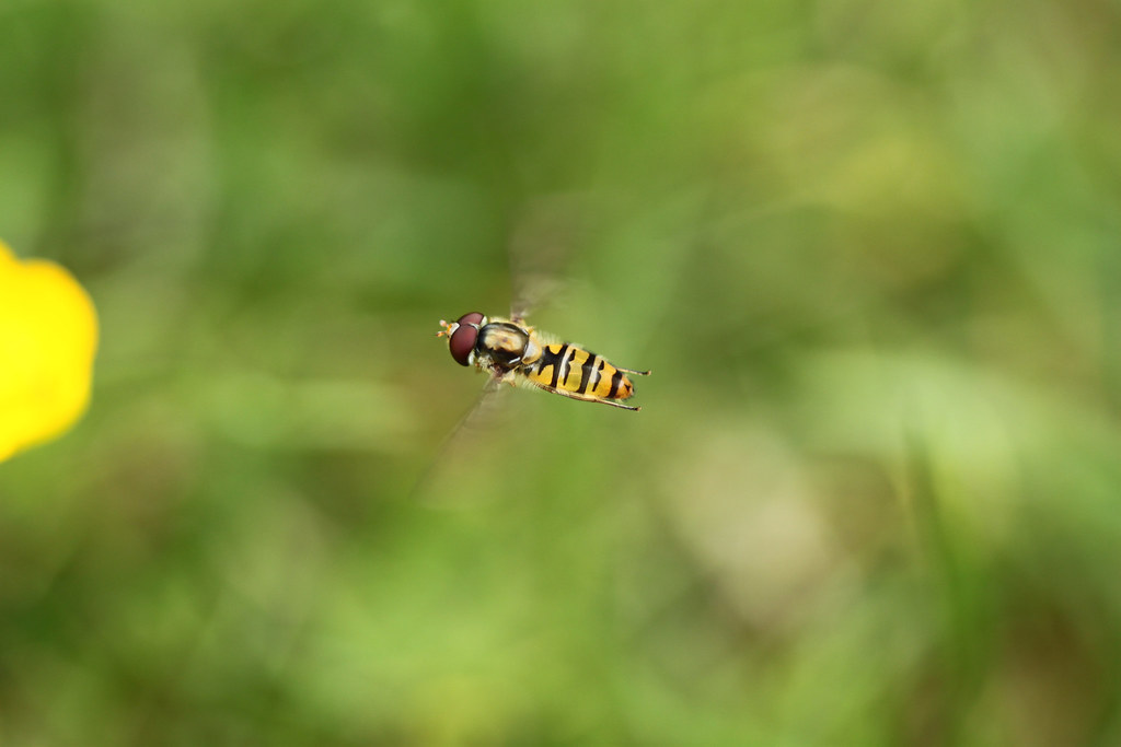 Meet the Syrphidae Family: The Hover Masters (image credits: flickr)