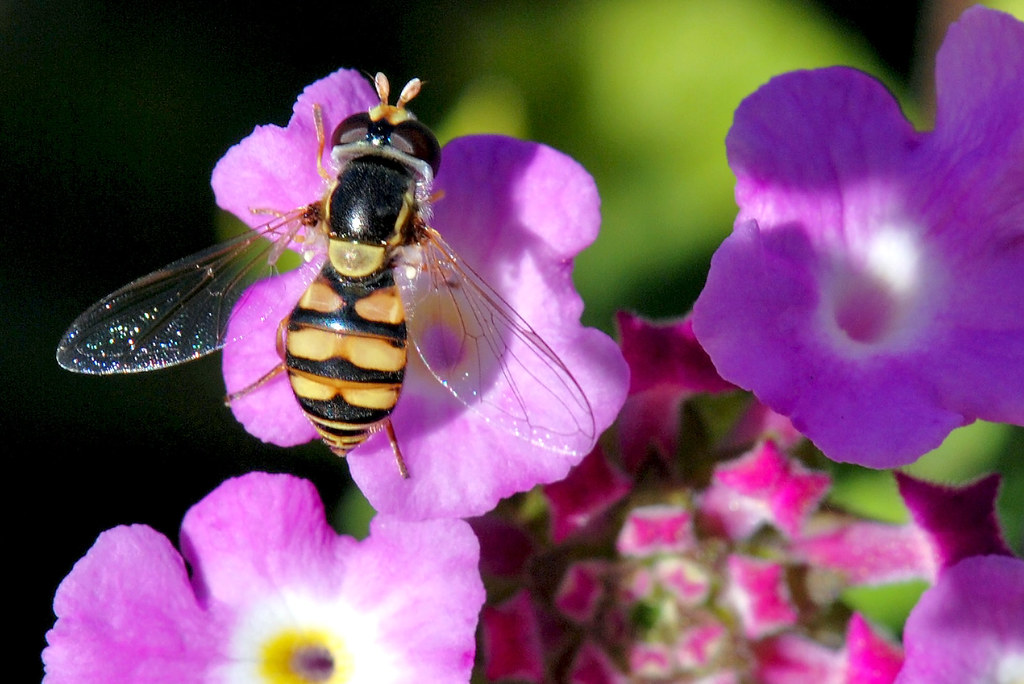 The Predator's Dilemma: To Attack or Not to Attack (image credits: flickr)