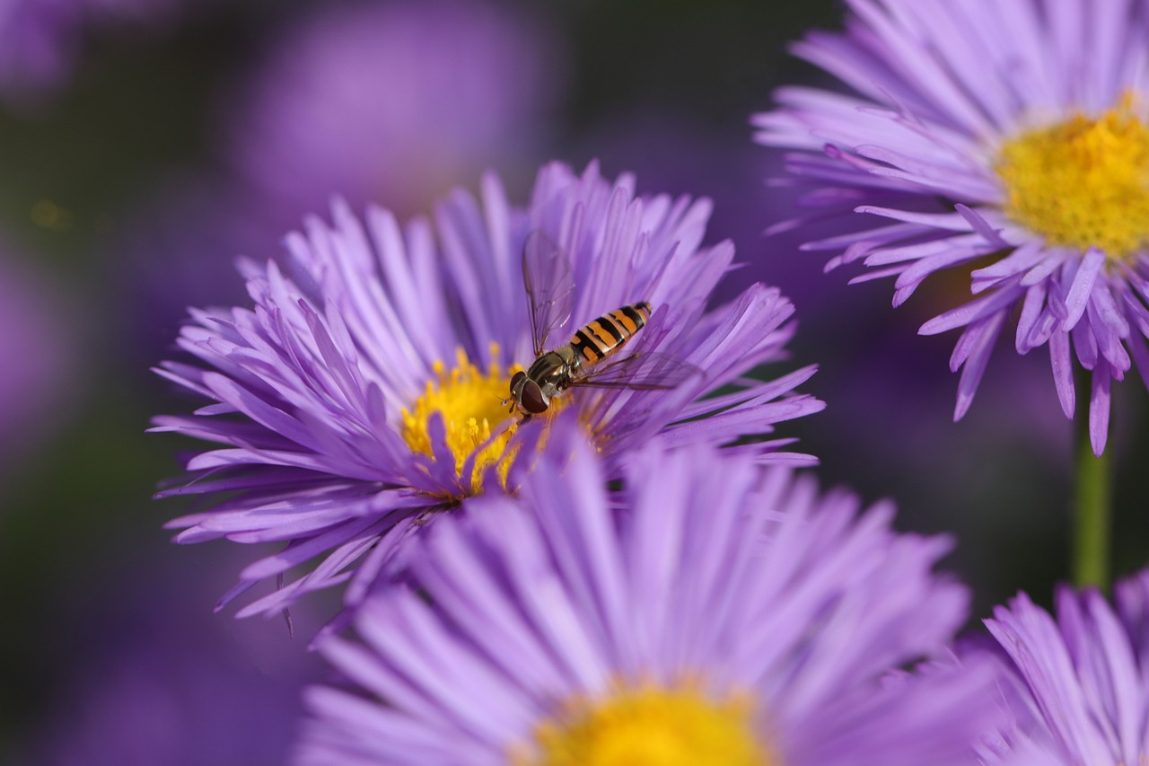 Conservation Concerns: Protecting the Pretenders (image credits: pixabay)