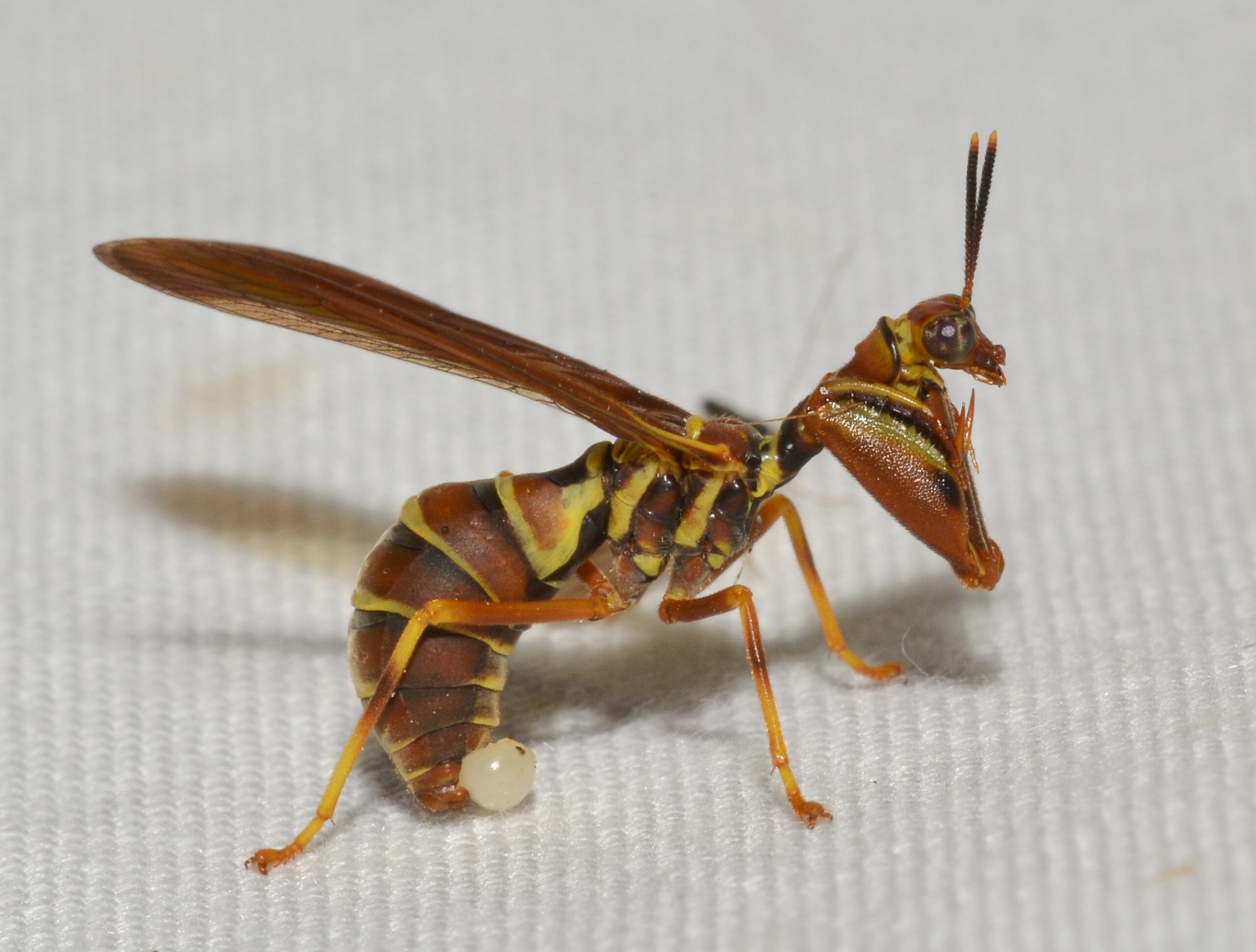 Behavioral Mimicry: Acting the Part (image credits: wikimedia)