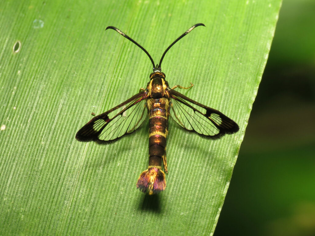 Was It a Wasp? No, Just a Moth With a Killer Costume