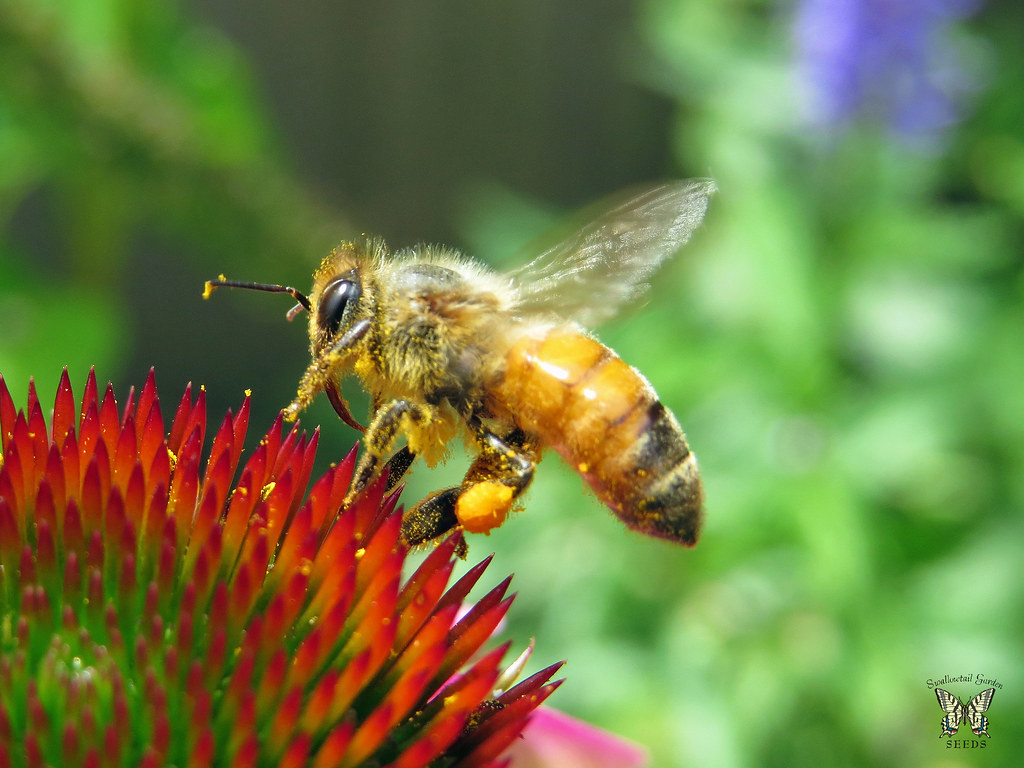 Honeybee Wings: Masters of Efficiency (image credits: flickr)