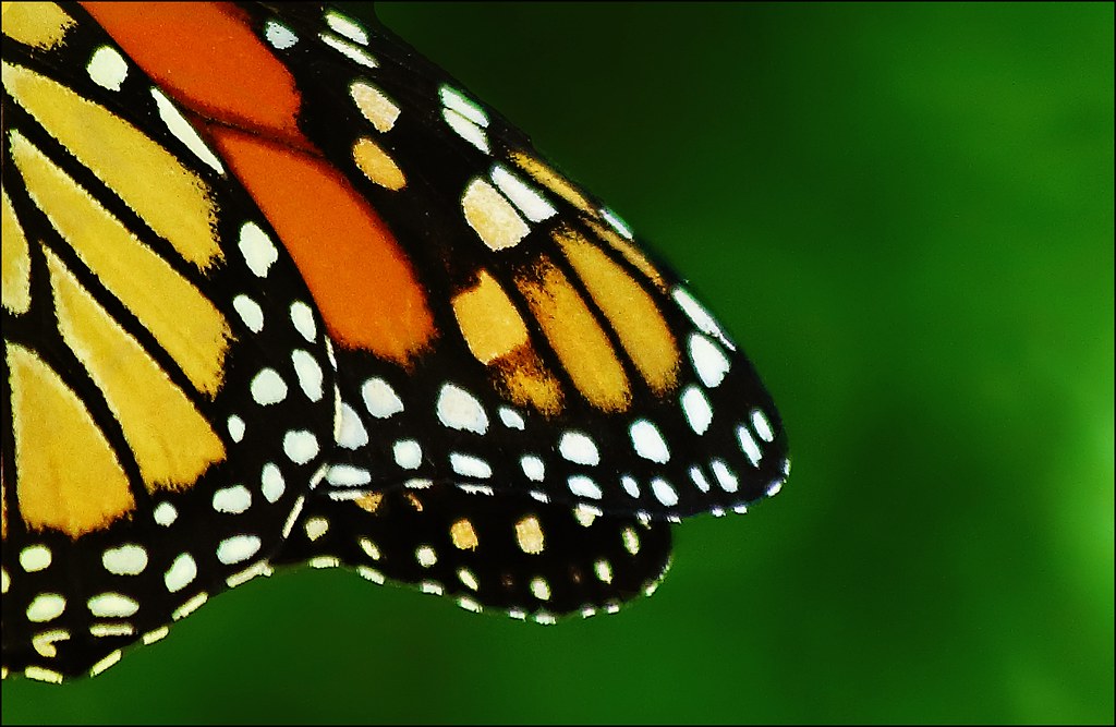 Butterfly Wings: The Art of Slow Flight (image credits: flickr)
