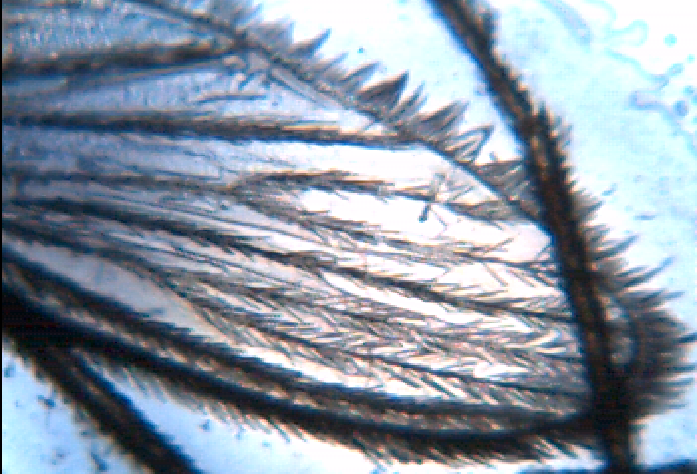Mosquito Wings: Precision in Miniature (image credits: wikimedia)