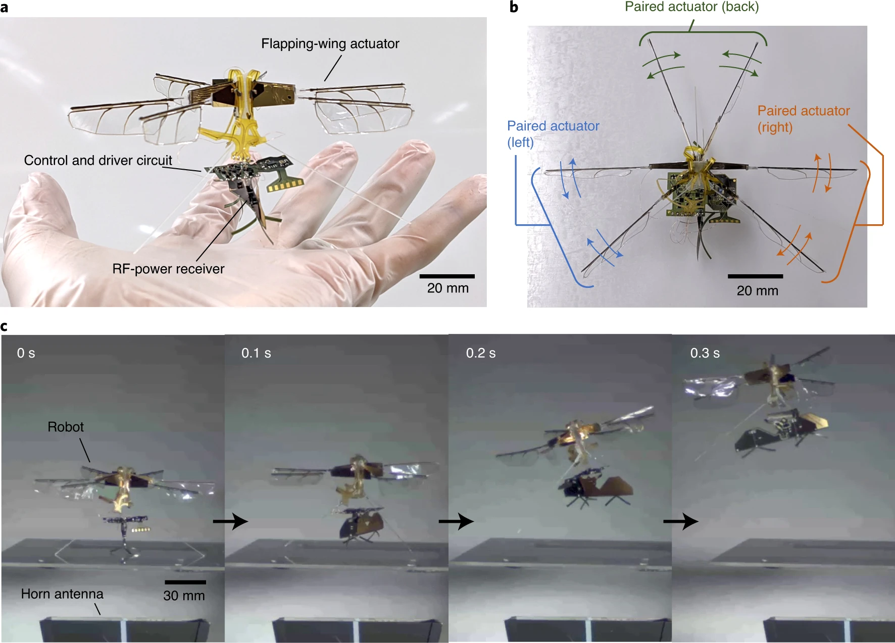 The Future of Bio-Inspired Drone Technology (image credits: wikimedia)
