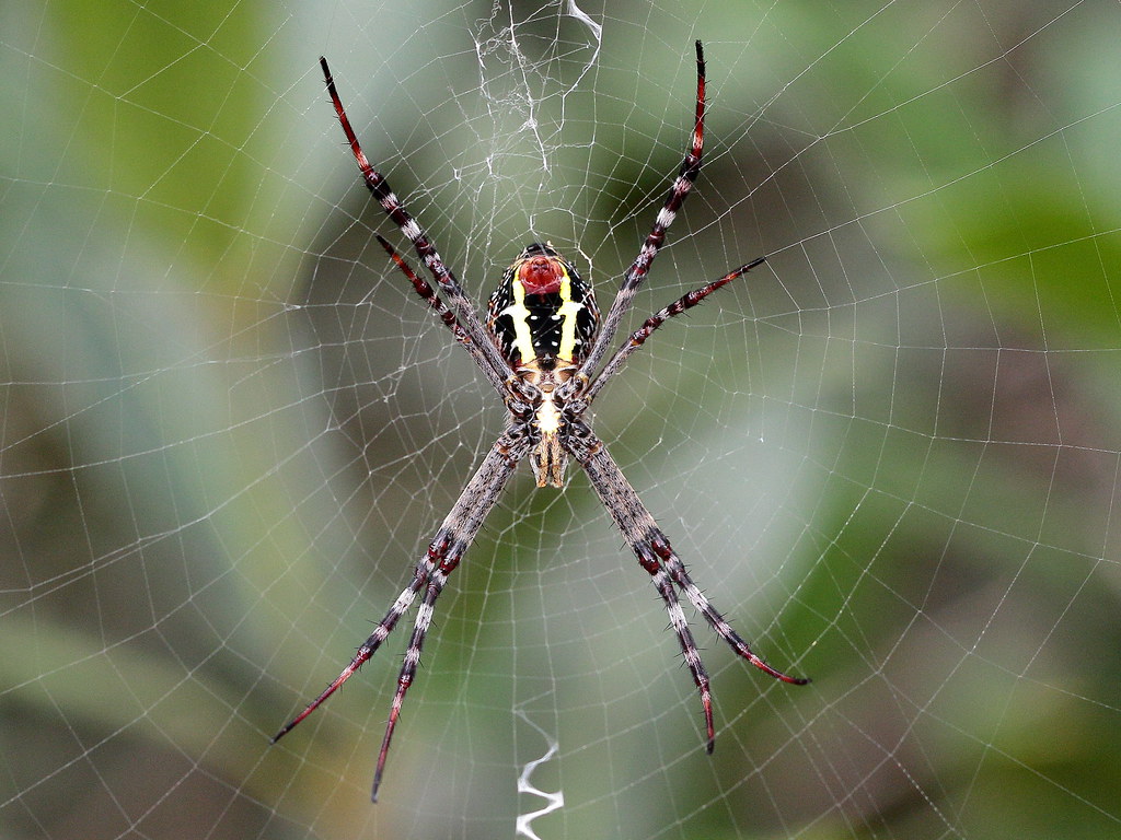Debunking the Size Myths (image credits: flickr)