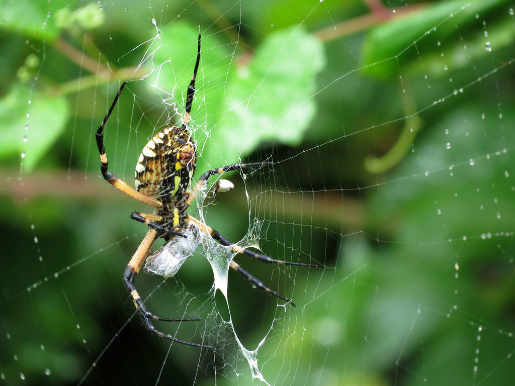 Practical Coexistence: Living with Joro Spiders (image credits: flickr)