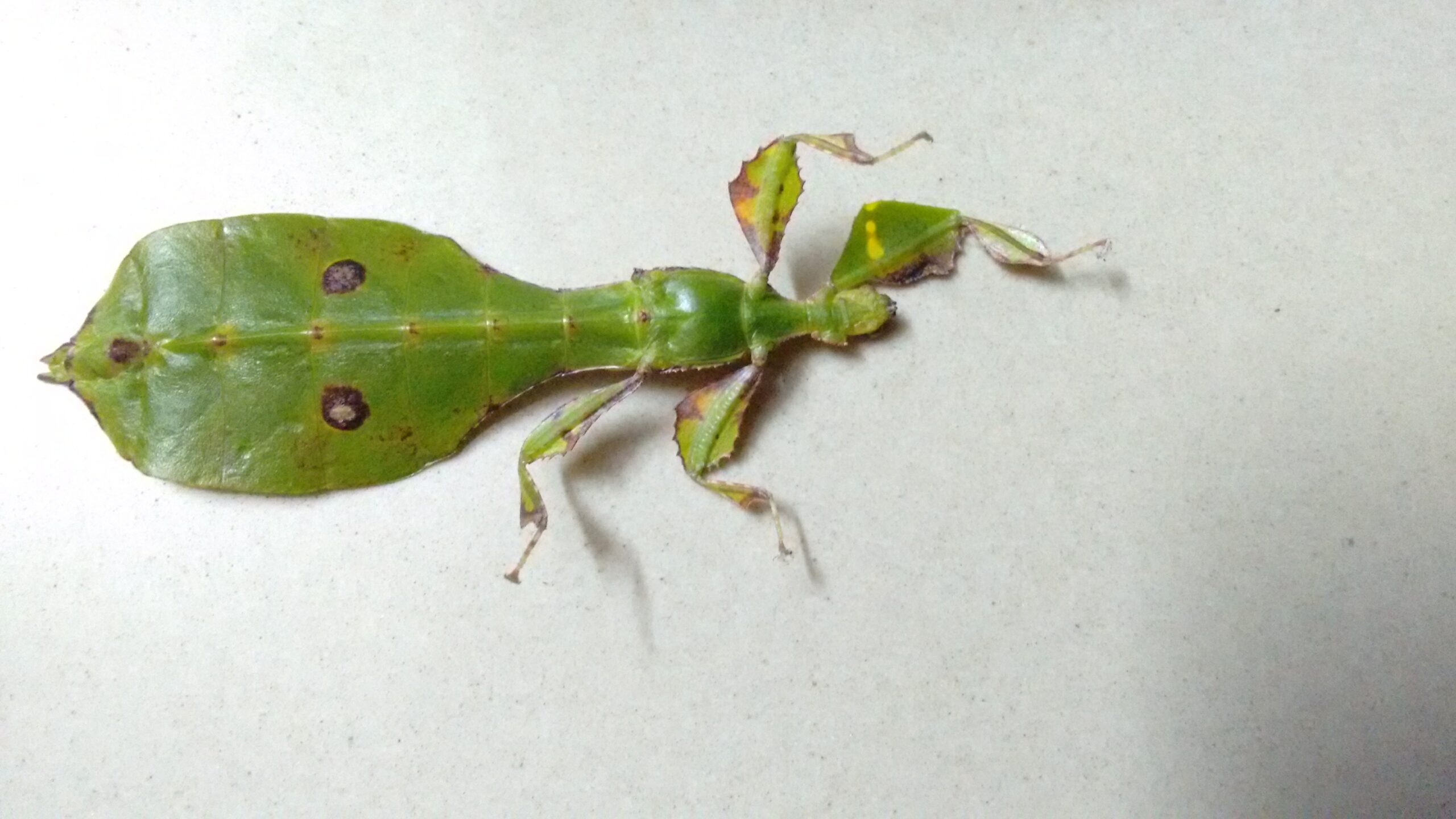 Leaf Insects: Nature's Living Foliage (image credits: wikimedia)