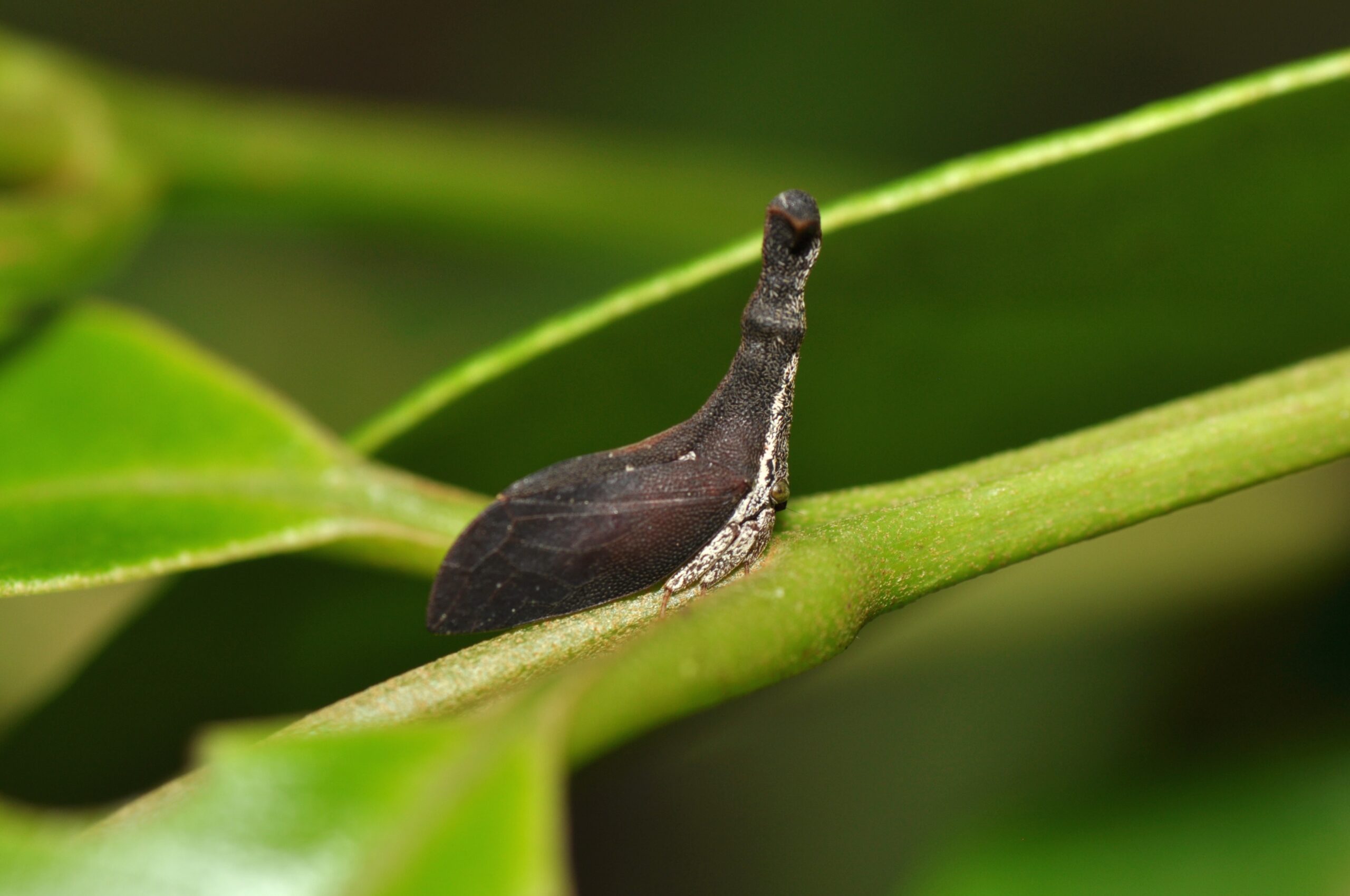 Thorn Bugs: The Spiky Specialists (image credits: wikimedia)