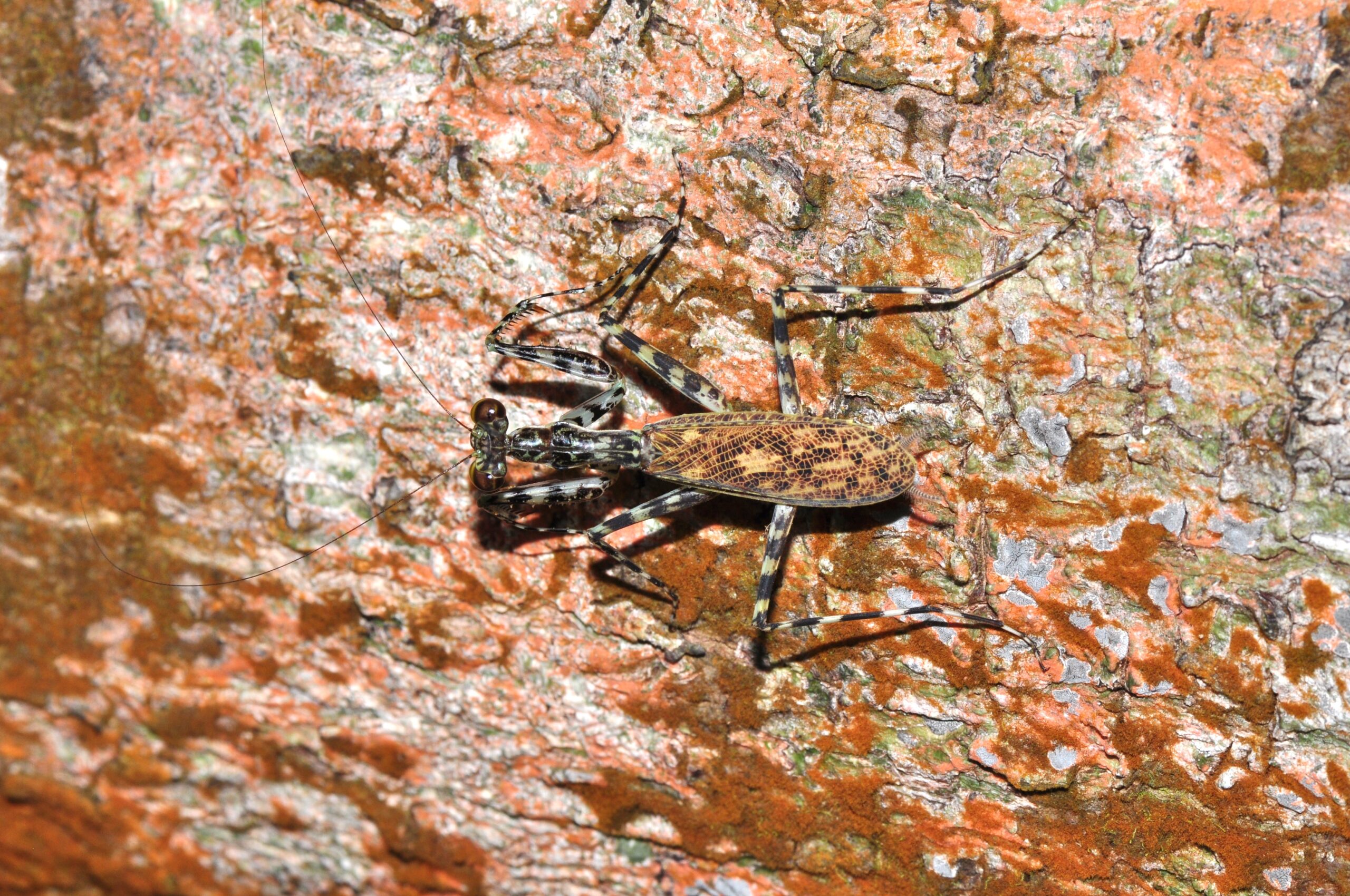 Lichen Mantises: The Crusty Copycats (image credits: wikimedia)