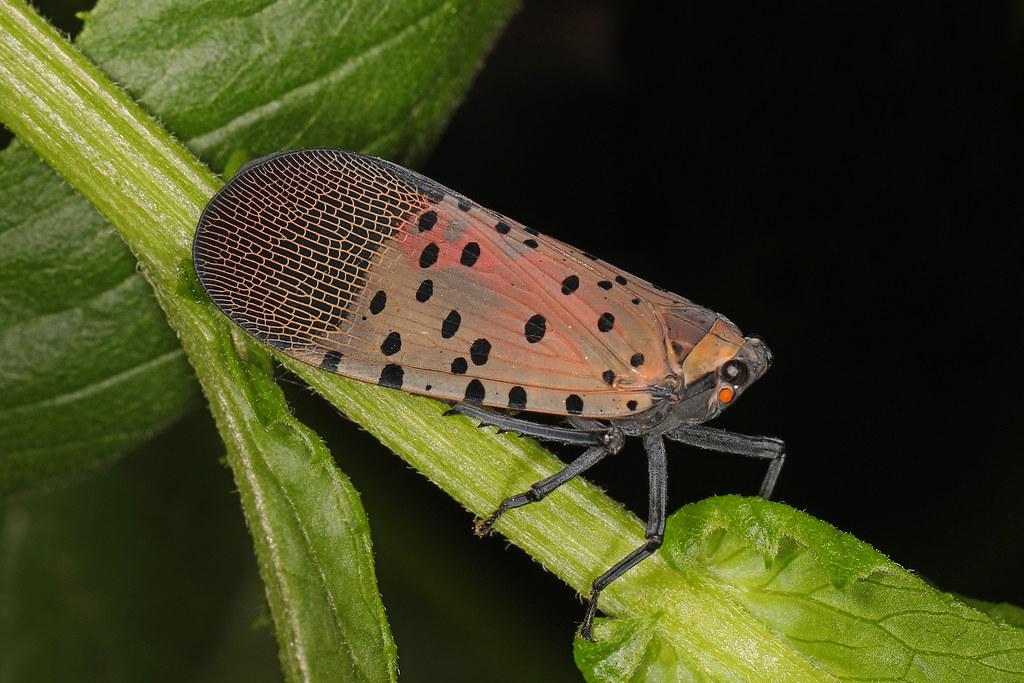 The Deceptive Beauty of Nature's Newest Villain (image credits: flickr)