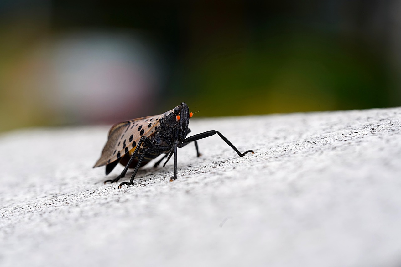 The Science Behind the Invasion (image credits: pixabay)