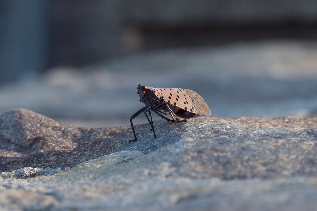 A Voracious Appetite for Destruction (image credits: flickr)