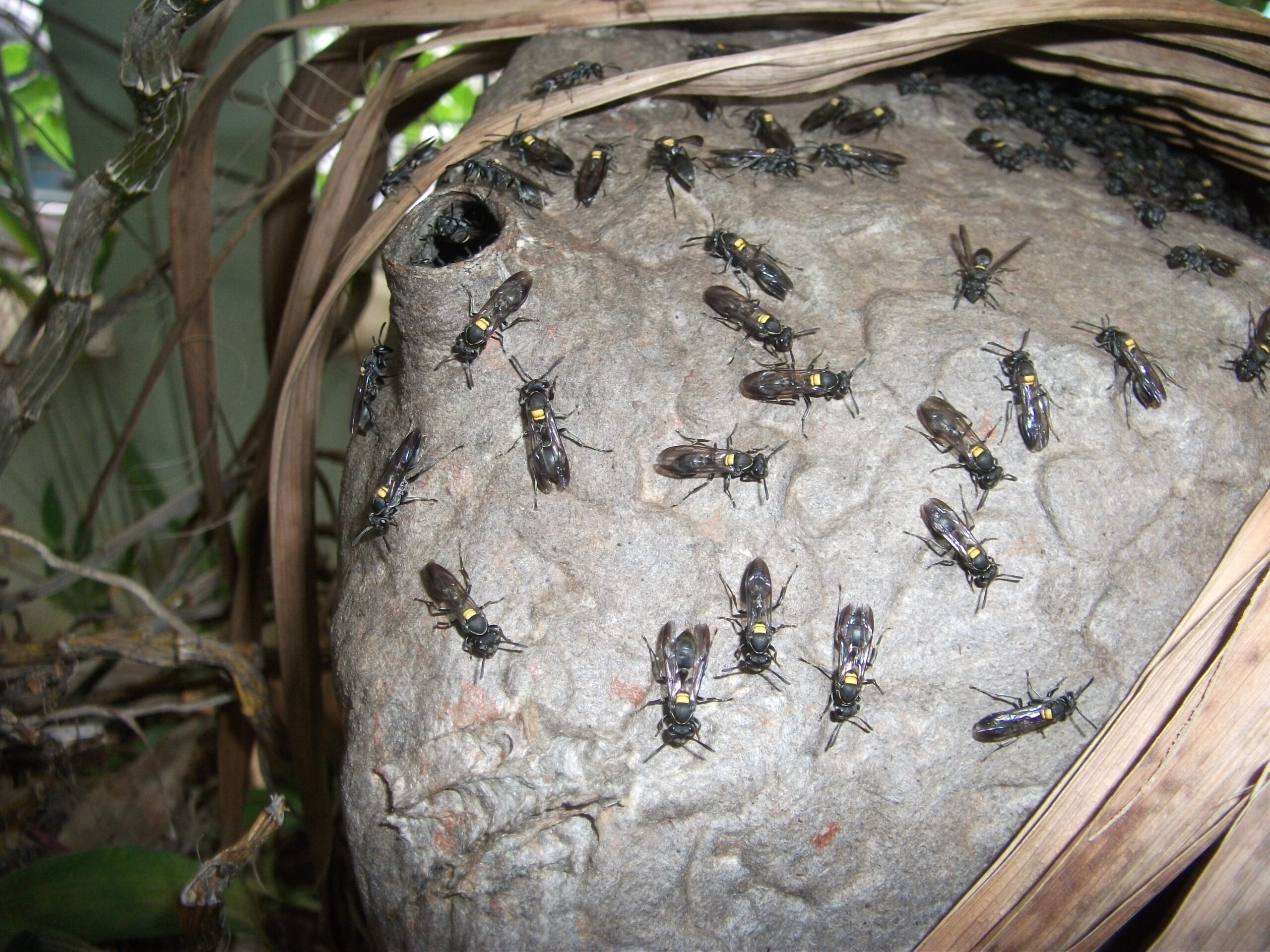 The Wasp's Evolutionary Advantage (image credits: By Minister2009, CC BY-SA 3.0, https://commons.wikimedia.org/w/index.php?curid=16179429)