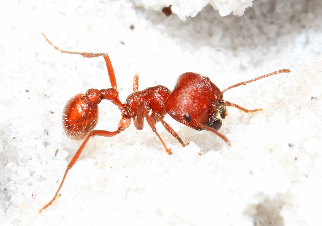Harvester Ants and Their Medicinal Potential (image credits: flickr)