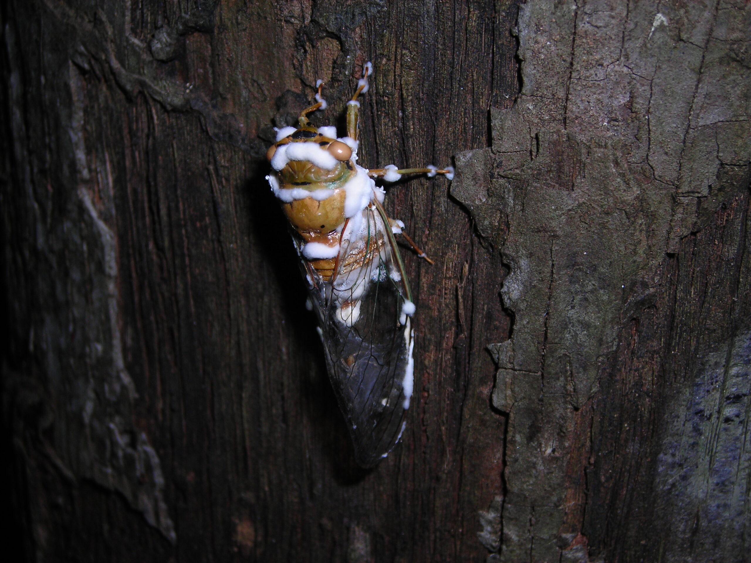 The Fungal Solution: Weaponizing Nature's Own Bioweapons (image credits: This image is Image Number 16552 at Mushroom Observer, a source for mycological images., CC BY-SA 3.0, https://commons.wikimedia.org/w/index.php?curid=8355082)
