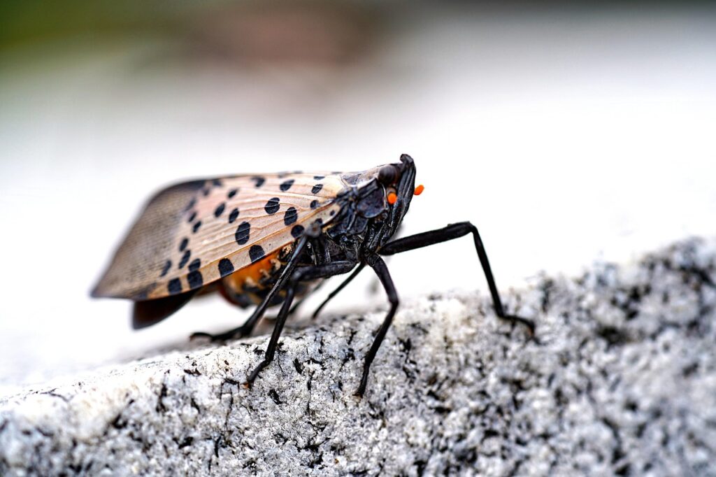 Insect Invaders vs. Scientists: How We're Fighting the Spotted Lanternfly