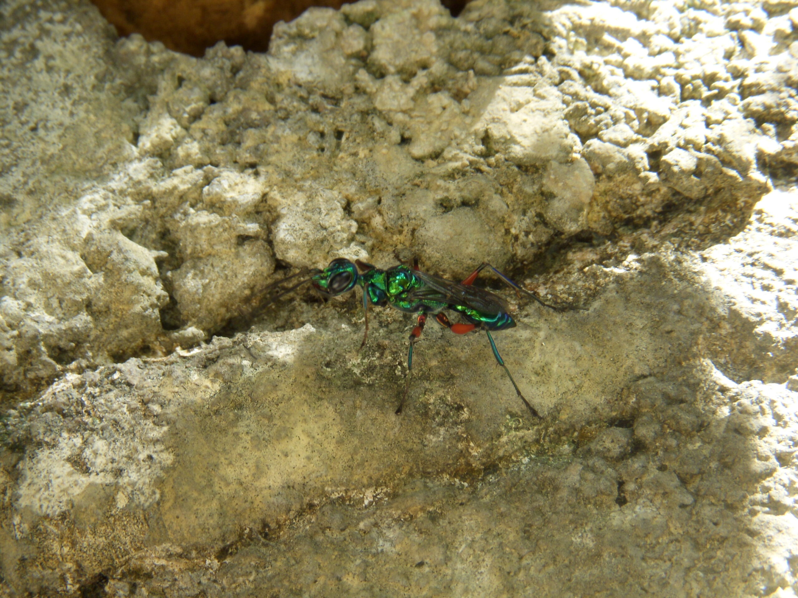 The Chemical Weapons: Decoding the Venom (image credits: By Dianakc, CC BY-SA 3.0, https://commons.wikimedia.org/w/index.php?curid=81593130)