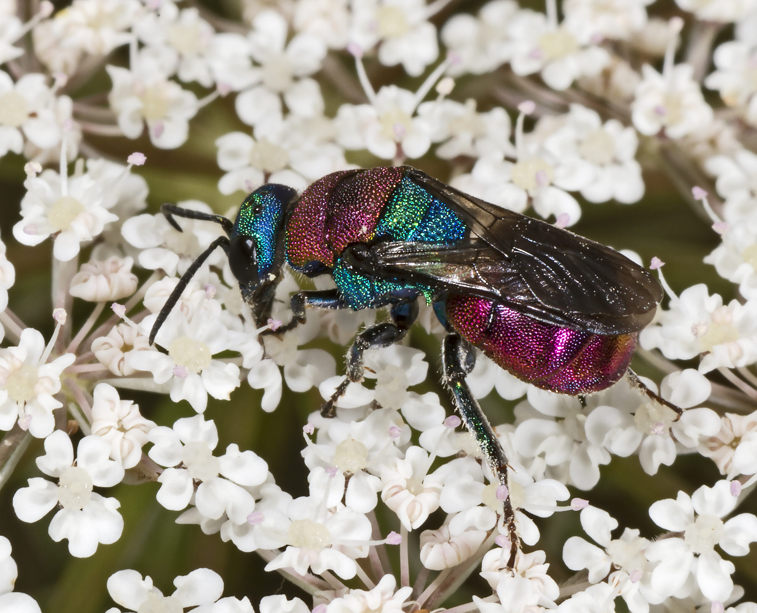 Evolutionary Perfection: Millions of Years in the Making (image credits: wikimedia)
