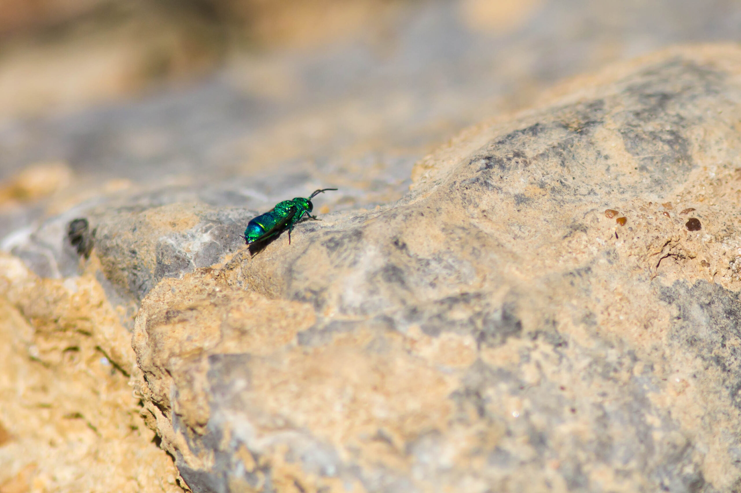 The Neuroscience Revolution: What Scientists Are Learning (image credits: Cuckoo wasp, CC BY 2.0, https://commons.wikimedia.org/w/index.php?curid=74523374)