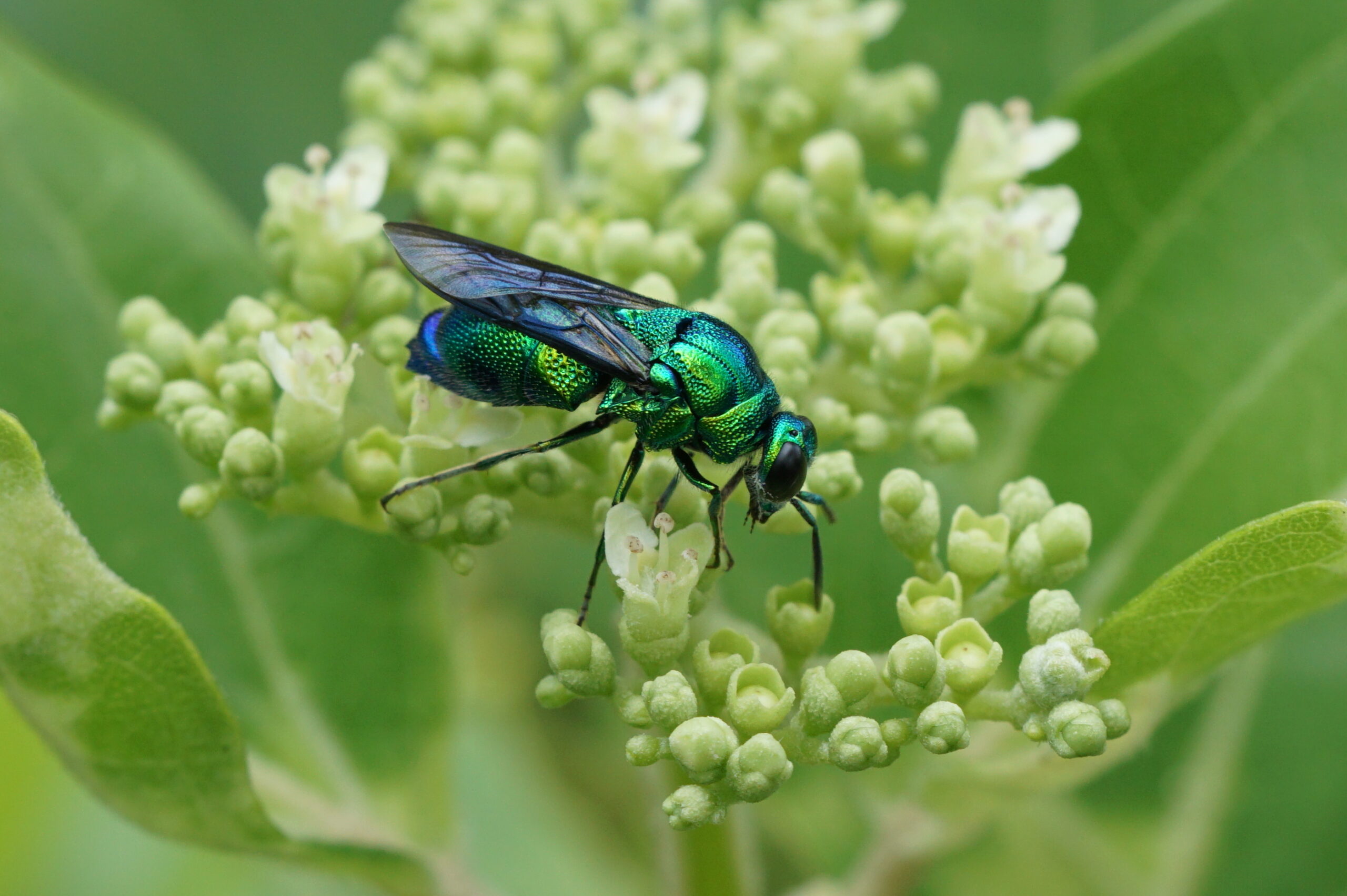 Human Fascination: Why We Can't Look Away (image credits: wikimedia)