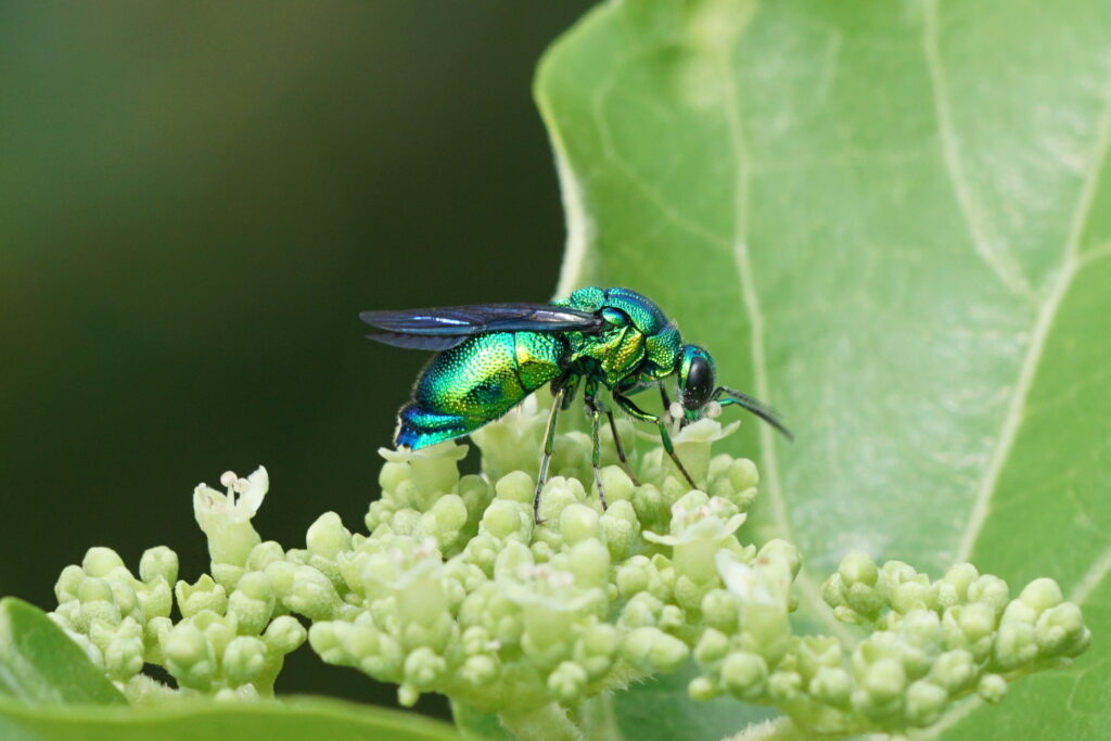 Zombie Roaches: How One Wasp Turns Cockroaches Into Brainwashed Hosts