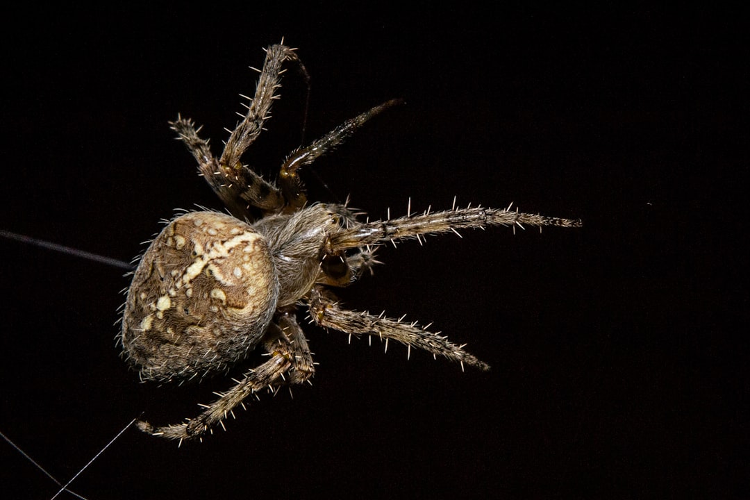 The Science Behind the Sting (image credits: unsplash)