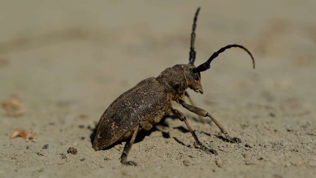Evolutionary Arms Race (image credits: unsplash)